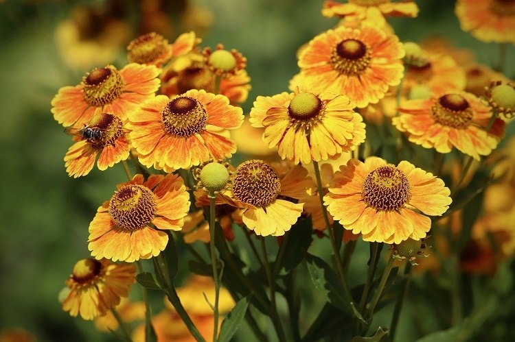 helenium frost resistant flowering plants