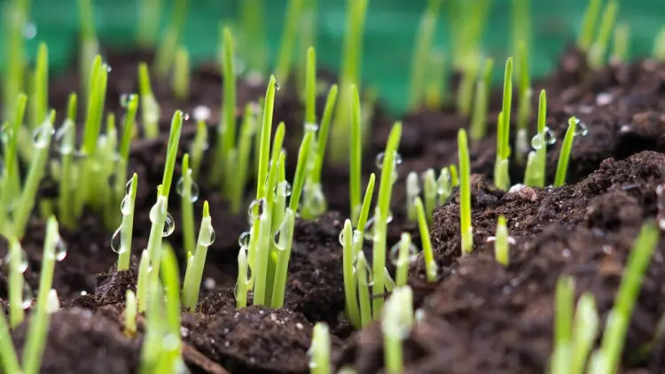 how to care for grass seedlings in winter