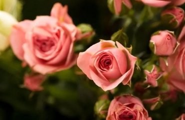 how to care for roses in september