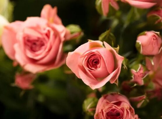 how to care for roses in september