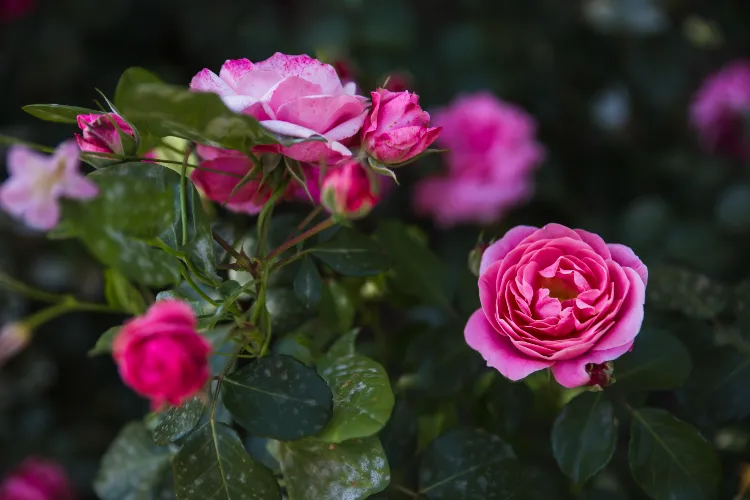 how to care for roses in september gardening tips pruning fertilization