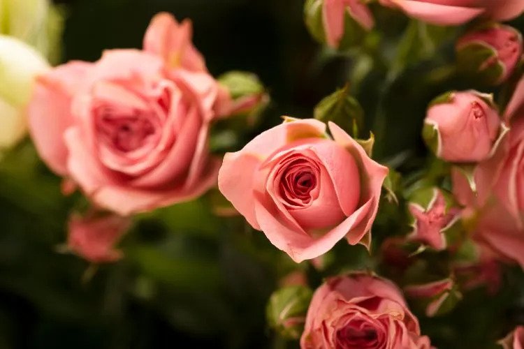how to care for roses in september