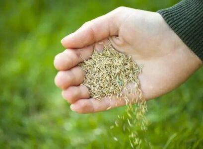 how to plant grass seeds in october instructions