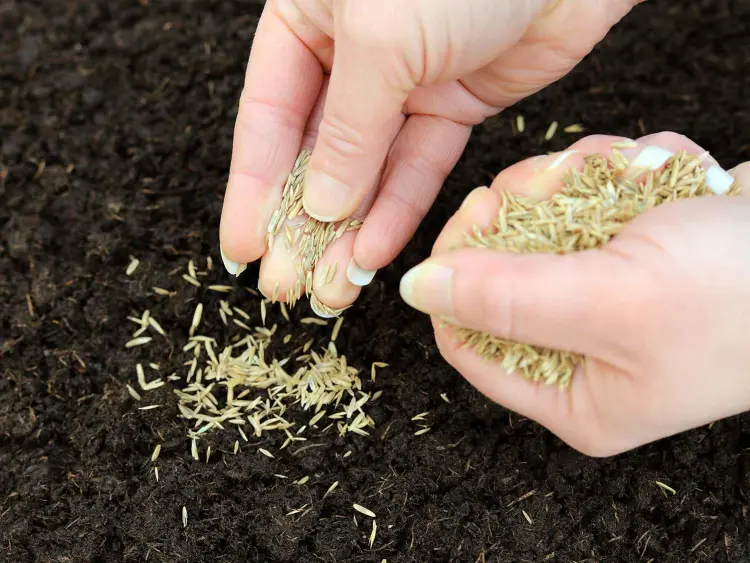 how to plant grass seeds in october