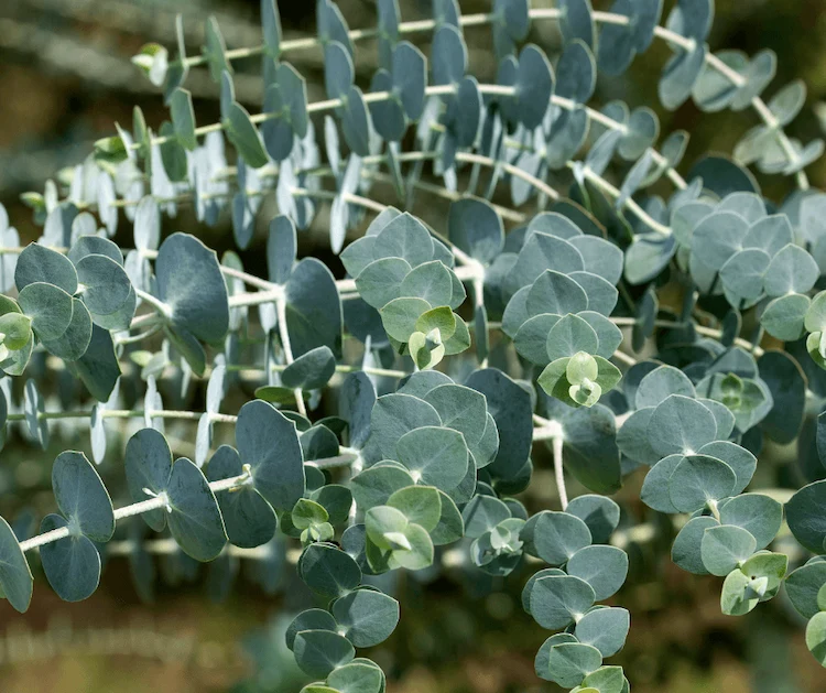 how to prune and overwinter eucalyptus