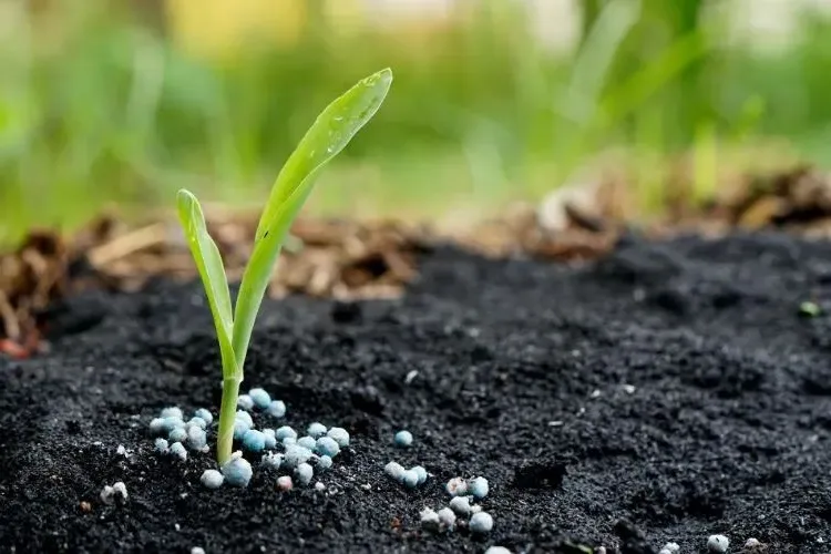 organic fertilizer for the garden natural fertilization autumn spring vegetables trefoil sarassin oats