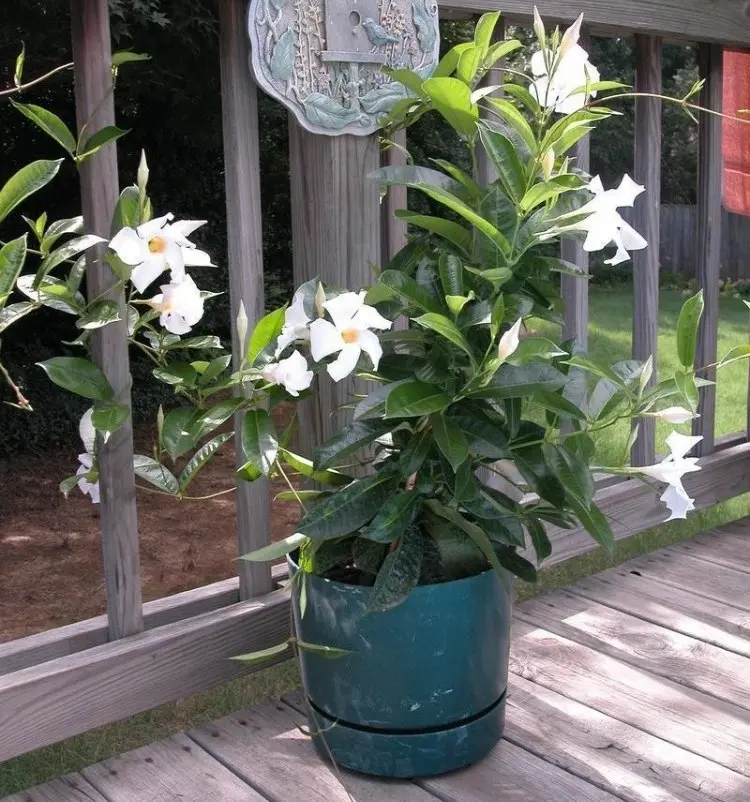 overwintering potted mandevilla laxa when to get it indoors