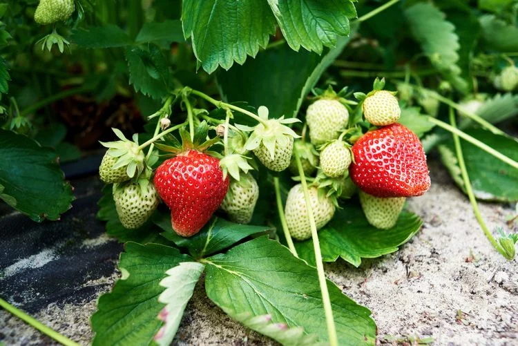 plant strawberries in september tips instructions