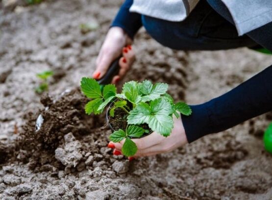 plant strawberries in september to get a rich harvest