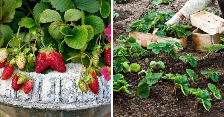plant strawberries in september why does it make sense