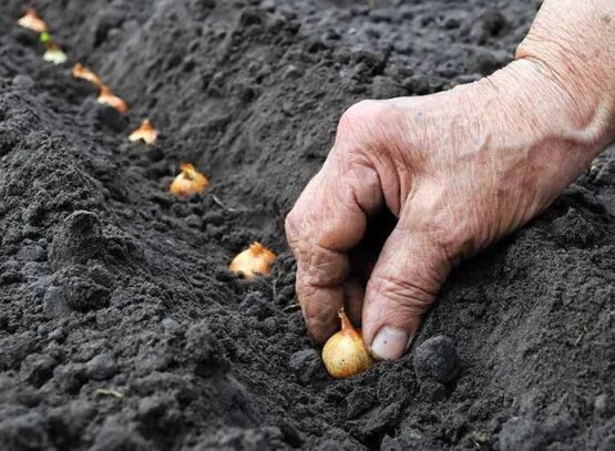 plant winter onions in the fall instructions for garden and containers