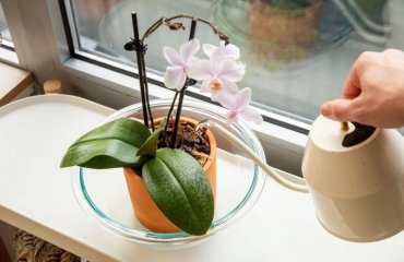 proper orchid care how to water your plants tips and instructions