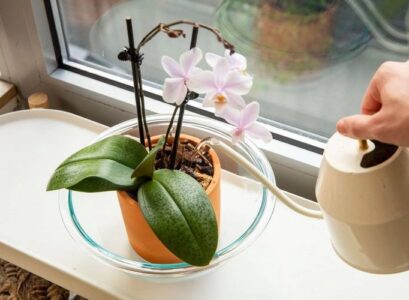 proper orchid care how to water your plants tips and instructions