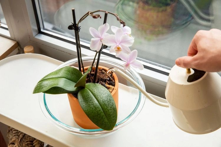 proper orchid care how to water your plants tips and instructions