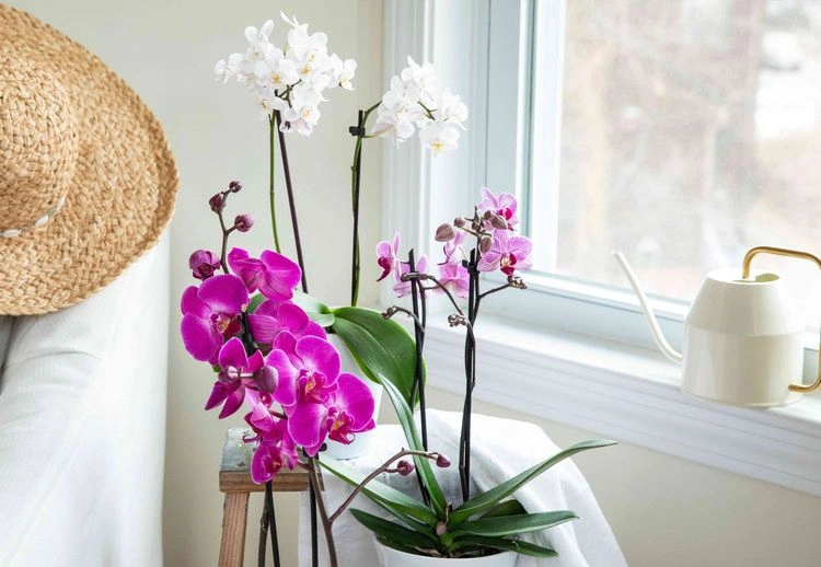 proper orchid care tips
