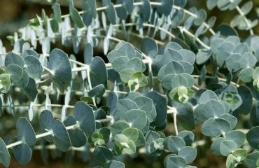 prune and overwinter eucalyptus what should you pay attention to in fall