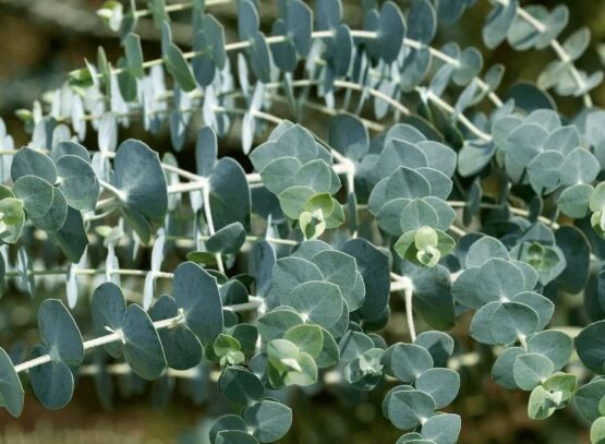 prune and overwinter eucalyptus what should you pay attention to in fall