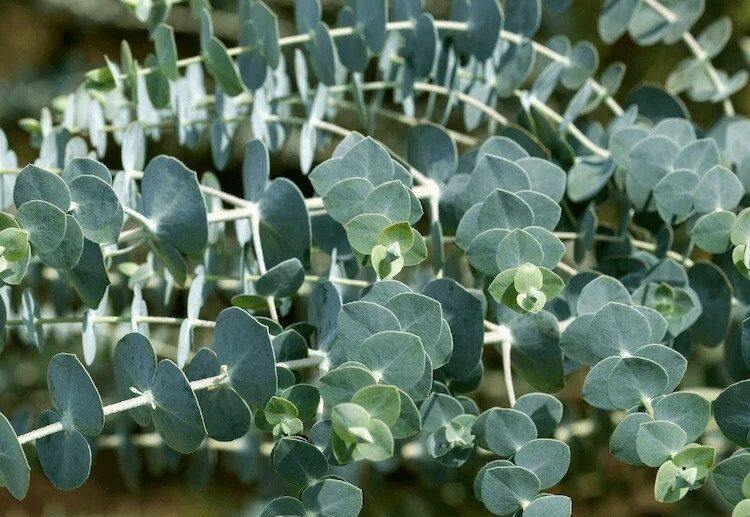 prune and overwinter eucalyptus what should you pay attention to in fall