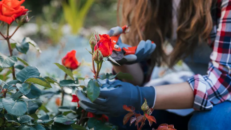 pruning roses in september fall care tips