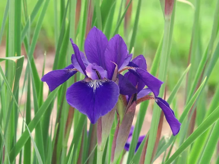 siberian iris what flowers are frost resistant