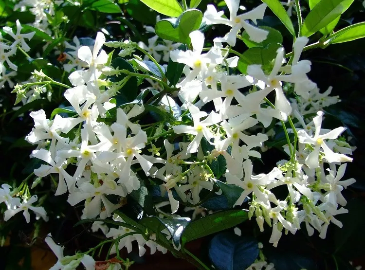 star jasmine (trachelospermum jasminoides) low maintenance climbing vines