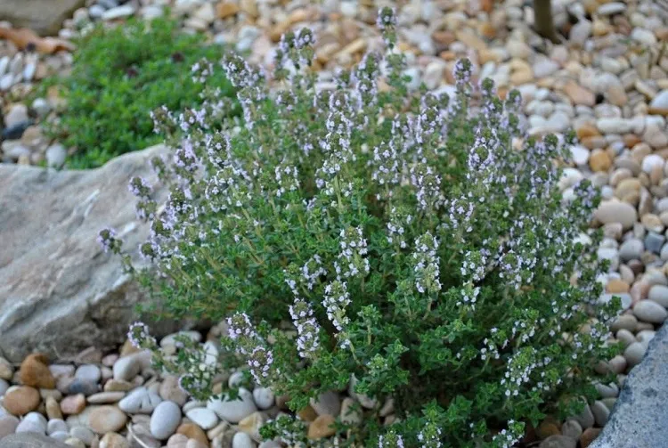 thyme what herbs are frost tolerant