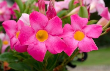 when and how to overwinter mandevilla splendens