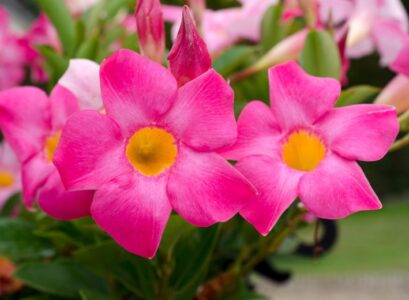 when and how to overwinter mandevilla splendens