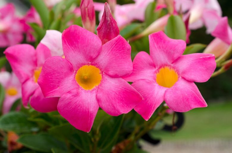 when and how to overwinter mandevilla splendens