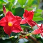 when to bring dipladenia indoors in winter best tips to protect the flower from cold