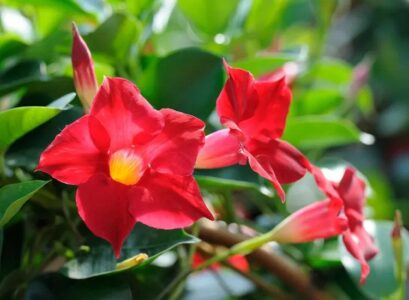 when to bring dipladenia indoors in winter best tips to protect the flower from cold