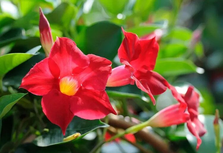 when to bring dipladenia indoors in winter best tips to protect the flower from cold