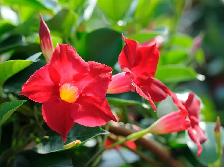 when to bring dipladenia indoors in winter protect from frost