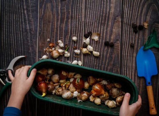 when to plant flower bulbs how to do it right