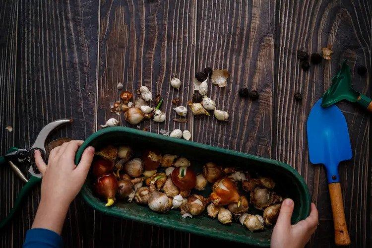 when to plant flower bulbs how to do it right