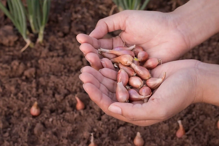 when to plant winter onions