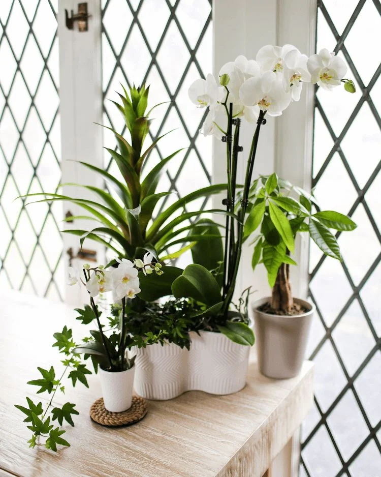 when to water your orchids
