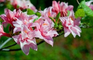 which flowering shrub to plant in october november fall