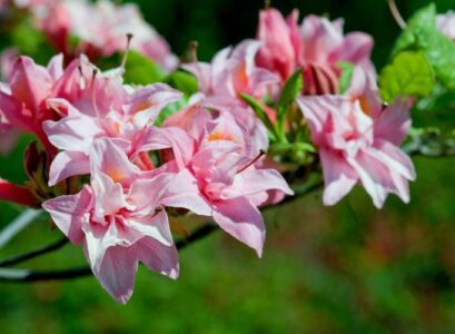 which flowering shrub to plant in october november fall