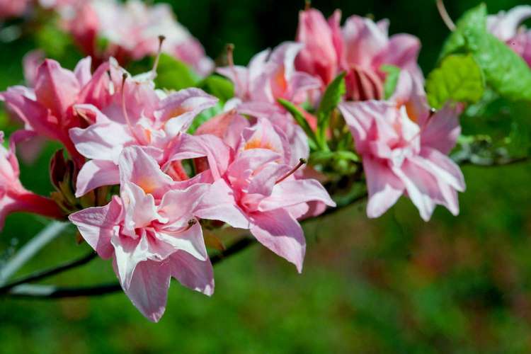 which flowering shrub to plant in october november fall