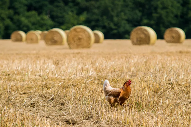 a place for raising chickens hay bales