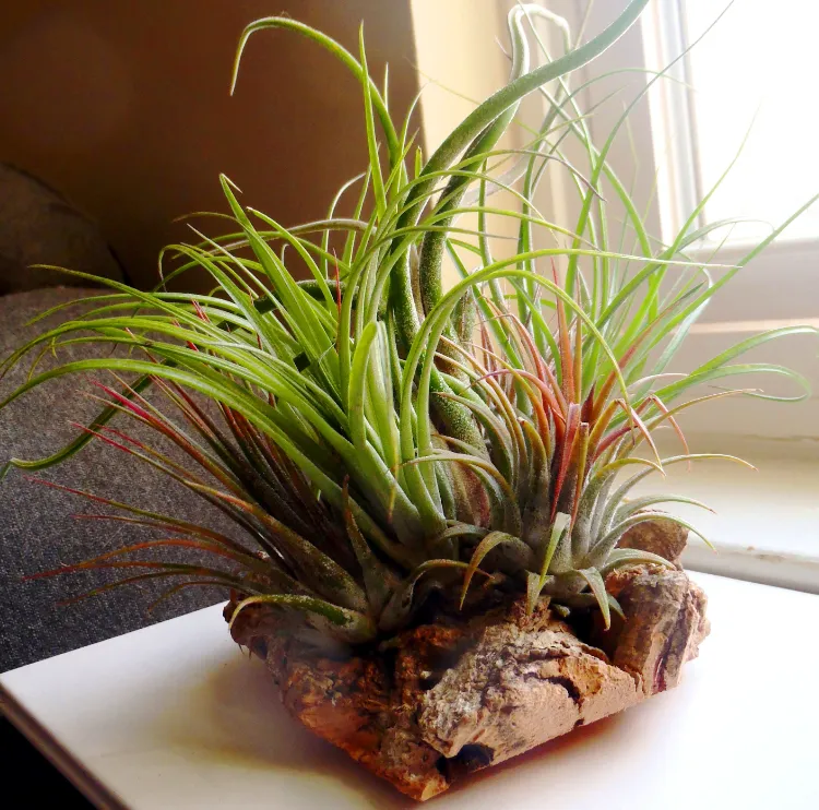 air plant for bedroom