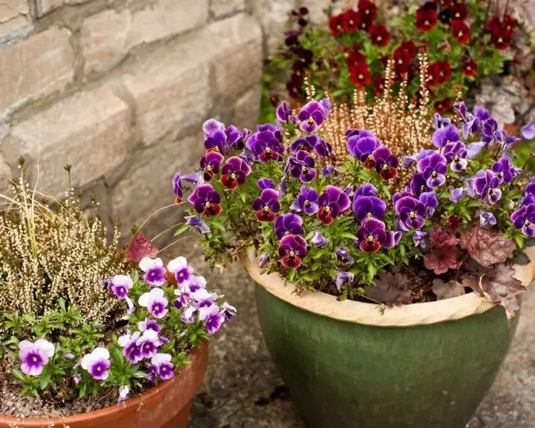 balcony plants for winter violets or pansies frost resistant heather
