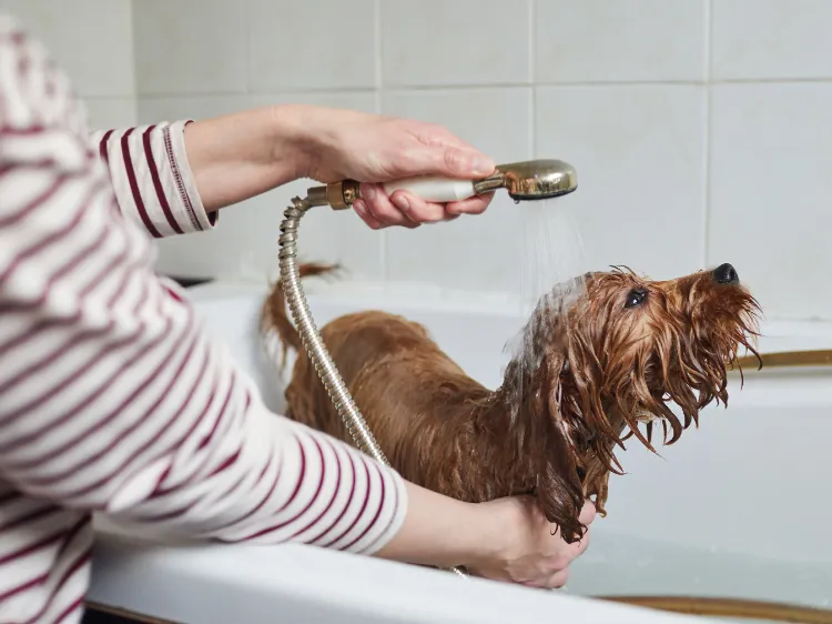 bathe your pet regularly