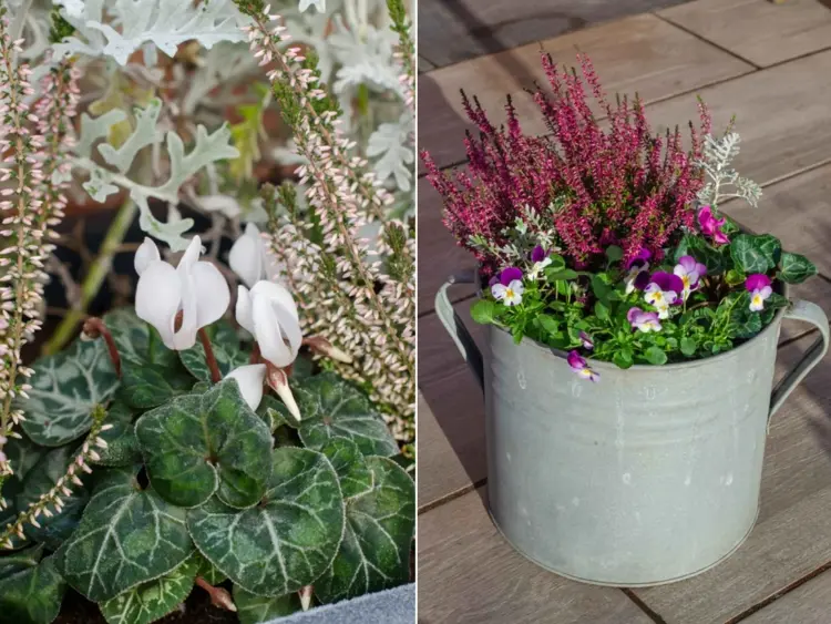 beautiful arrangement for outdoor pot and balcony planters with heather cyclamen or violets
