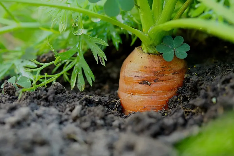 best easiest vegetables to grow carrots