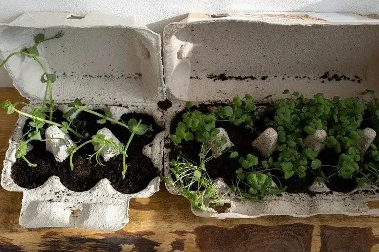 biodegradable flower pot from egg carton