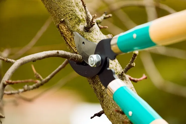 can you prune trees in september fruit trees without apples