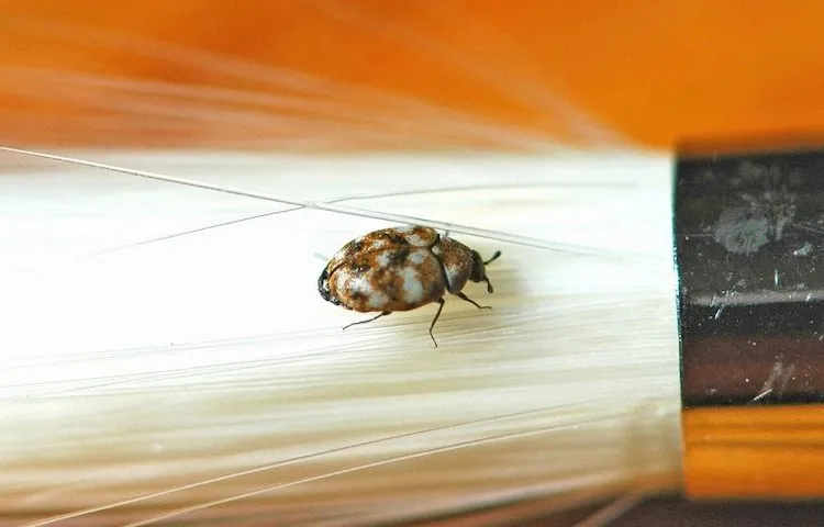 carpet bugs attracted by hair and other objects in the household and can become a problem