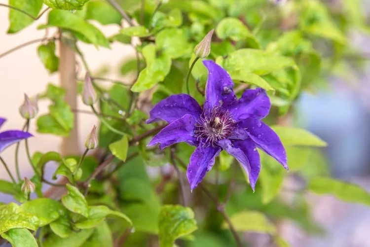 clematis hybrids which varieties for the garden